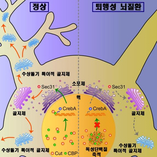 뇌신경세포 내 수상돌기 특이적 골지체 변형과 초기 신경병증 발생 기전. [DGIST 제공=연합뉴스]